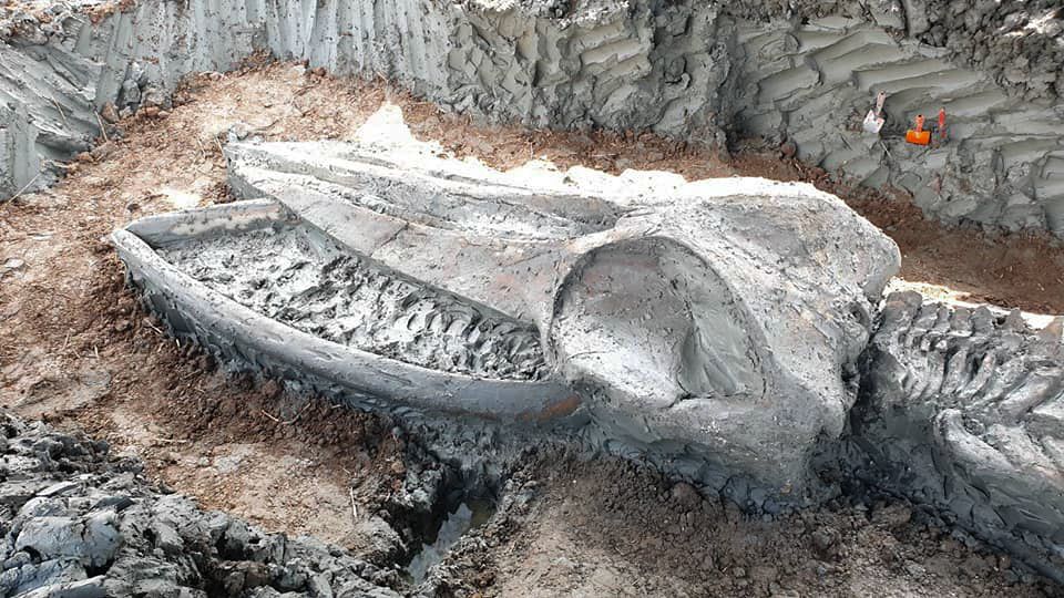 Fotky: Kostra tisíce let staré velryby může být vodítkem, kam vystoupá moře